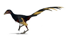 Imagen de Jinfengopteryx