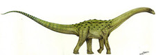 Imagen de Neuquensaurus