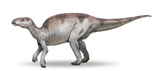 Imagen de Probactrosaurus