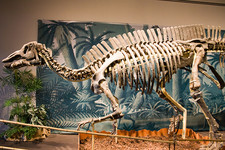 Imagen de Shuangmiaosaurus