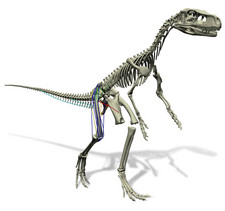 Imagen de Staurikosaurus