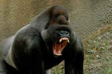 Imagen de Gorilla gorilla