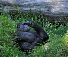 Imagen de Gorilla beringei graueri