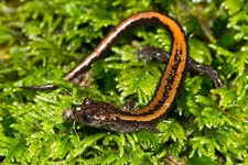 Imagen de salamandra rabilarga