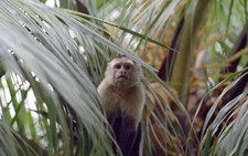 Imagen de Monos capuchinos grciles