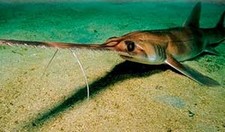 Imagen de Tiburon de la Sierra de Bahamasa
