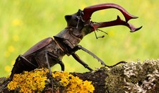 Imagen de Escarabajo ciervo volante