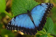 Imagen de Mariposa azul