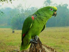 Imagen de Amazona Ochrocephala Nattereri