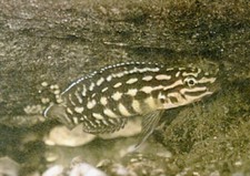 Imagen de Julidochromis