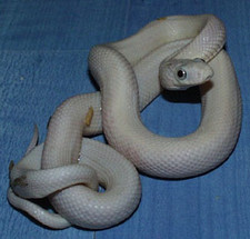 Imagen de Serpiente blanca