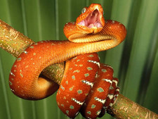 Imagen de Serpiente roja mexicana