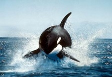 Imagen de Orcinus orca