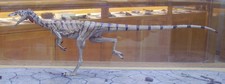 Imagen de Compsognathus