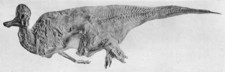 Imagen de Corythosaurus