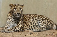 Imagen de Panthera pardus delacouri