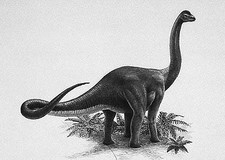 Imagen de Austrosaurus