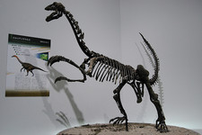 Imagen de Erliansaurus