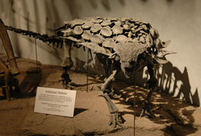 Imagen de Gargoyleosaurus