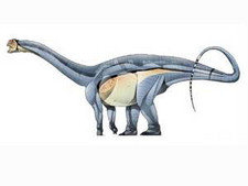 Imagen de Haplocanthosaurus