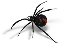 Imagen de Latrodectus hasselti