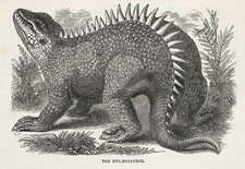 Imagen de Hylaeosaurus