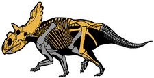 Imagen de Kosmoceratops