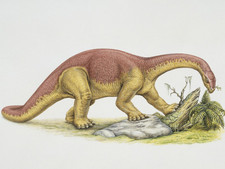 Imagen de Kotasaurus