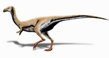 Imagen de Limusaurus