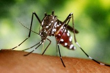 Imagen de Aedes albopictus