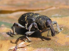 Imagen de Coleoptera