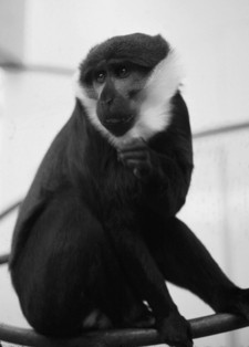 Imagen de Cercopithecus dryas