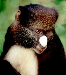 Imagen de Cercopithecus nictitans