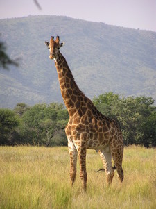 Imagen de Giraffa camelopardalis