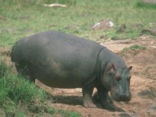 Imagen de Hippopotamus amphibius