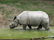 Imagen de Rhinoceros sondaicus