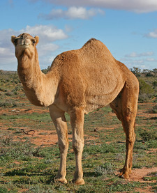 Imagen de Camelus dromedarius