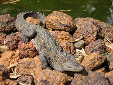 Imagen de Crocodylus palustris