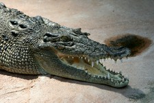Imagen de Crocodylus porosus