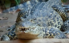 Imagen de Crocodylus rhombifer