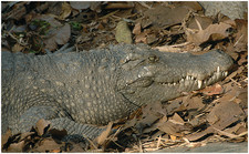Imagen de Crocodylus siamensis