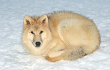 Imagen de Canis lupus arctos