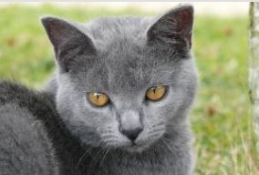 Imagen de Gatos Chartreux