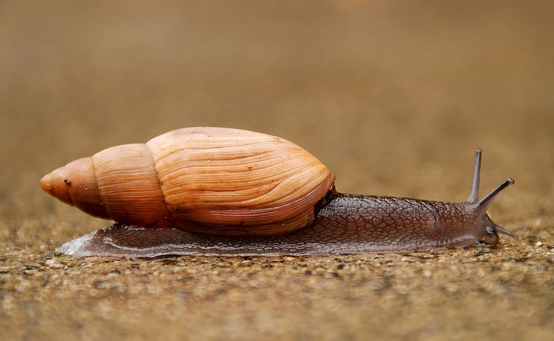 Imagen de Caracol lobo o canibal