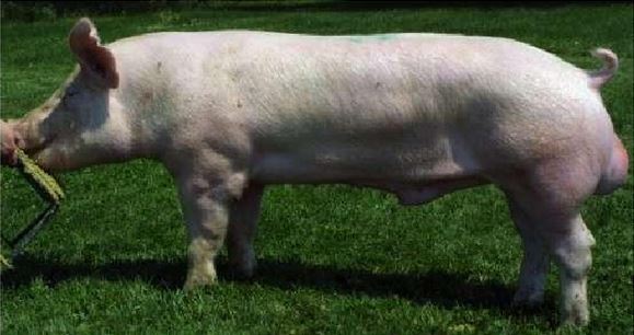 Imagen de yorkshire cerdo