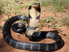 Imagen de Cobra rey
