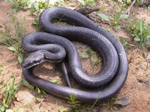 Imagen de Serpiente rata negra