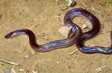 Imagen de Serpiente asiatica de fango