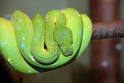 Imagen de Serpiente Pitn verde de rbol