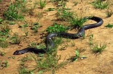 Imagen de SERPIENTE CORREDORA AMERICANA